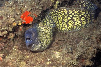 Small specimen of mediterranean moray (Muraena helena) Moray eel swimming in small cave towards