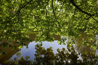 Light-flooded leaves of a chestnut tree (Castanea) at the Schlossgraben in Husum, district of