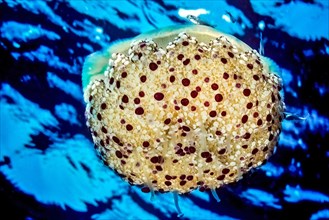 Jellyfish Mirror jellyfish (Cotylorhiza tuberculata) swims through open water blue sea just below
