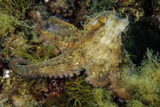 Common octopus (Octopus vulgaris) Cuttlefish Cephalopod Octopus sits in rocky reef between algae