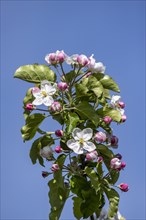 Apple blossom, blossoming apple tree on Lake Constance, close-up, Hagnau, Baden-Wuerttemberg,