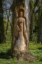 Wood carving in a tree trunk, park in Putbus, Ruegen, Mecklenburg-Vorpommern, Germany, Europe