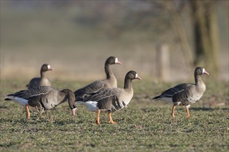 Greater white-fronted goose (Anser albifrons), group of adult birds, Bislicher Insel, Xanten, Lower