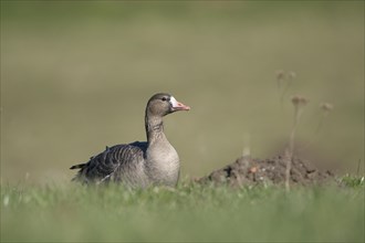 Greater white-fronted goose (Anser albifrons), adult bird, in a meadow, Bislicher Insel, Xanten,