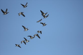 Barnacle goose (Branta leucopsis), group of geese in flight, in front of a blue sky, Bislicher