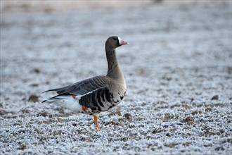Greater white-fronted goose (Anser albifrons), adult bird, in frost, hoarfrost on the ground,