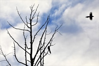 Two European magpies (Pica pica), one sitting in a bare tree and another magpie flying away,