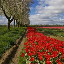 Tulip field and blossoming fruit trees, Grevenbroich, Lower Rhine, North Rhine-Westphalia, Germany,