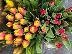 Flowers Tulips in different colours Yellow Red Red Yellow are for sale in Supermarket, Germany,