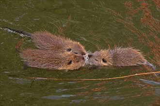 Three Nutria (Myocastor coypus) young animals poking their snouts together in the water,