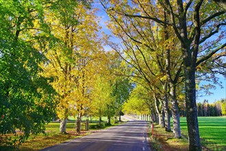 Sunlit autumnal tree avenue and a small traffic-free road, Mellerud, Lake Vaenern, Sweden, Europe