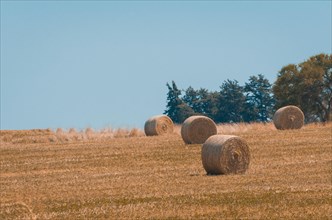 Beautiful panoramic view of hay bales in a uruguay farm field. Clear sky
