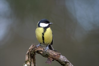 Great tit (Parus major), adult bird, Dingdener Heide nature reserve, North Rhine-Westphalia,