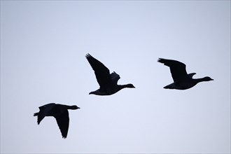 Greater white-fronted goose (Anser albifrons), flying group of geese at sunrise, silhouetted