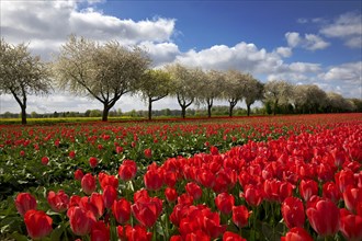 Tulip field in front of blossoming fruit trees, Grevenbroich, Lower Rhine, North Rhine-Westphalia,