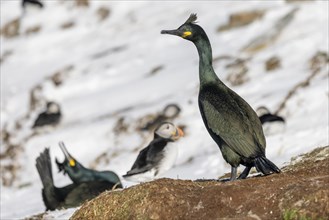 Common shag (Phalacrocorax aristotelis), feather crest, winter, in the snow, Puffin (Fratercula