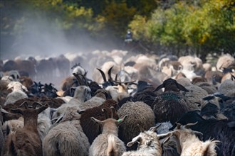 Flock of sheep on the road, Kyrgyzstan, Asia