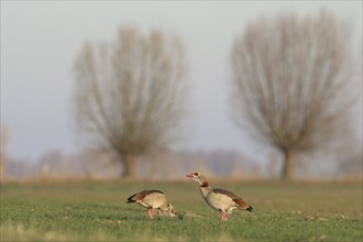 Egyptian goose (Alopochen aegyptiaca), pair, with pollarded trees in the background, Bislicher