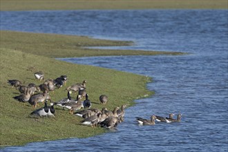 Greater white-fronted goose (Anser albifrons) and barnacle goose (Branta leucopsis), mixed group on