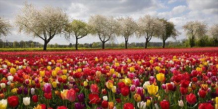 Splendid mixture on the tulip field in front of blossoming fruit trees, Grevenbroich, Lower Rhine,