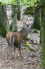 Red deer (Cervus elaphus), Volcanic Eifel, Rhineland-Palatinate, Germany, Europe
