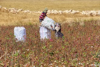 Syrian refugees harvesting cotton in a field, Van, Turkey, Asia