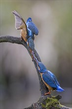 Common kingfisher (Alcedo atthis) Indicator of clean watercourses, courtship feeding, pair