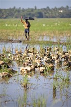 Ducks bathing on a flooded field, Indian man with umbrella watching, Kavanattinkara, Backwaters,