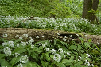 Ramson in bloom in the Kupfertal, Neufels, Neuenstein-Neufels, hiking, recreation, nature, copper,