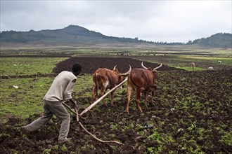 Farmer, man, ploughing a field, ox, Korem, Tigray state, Ethiopia. Korem and its surroundings