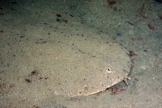 Forebody Head of angel shark (Squatina squatina) shows typical behaviour of camouflage camouflages