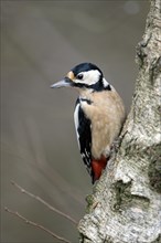 Great spotted woodpecker (Dendrocopos major), adult female, Dingdener Heide nature reserve, North