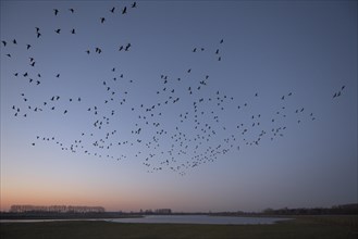 Barnacle goose (Branta leucopsis), flock of geese in flight at sunrise, starting from the roost,