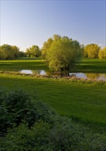 Nature reserve Uedesheimer Rheinaue in the evening light, Neuss, Lower Rhine, North