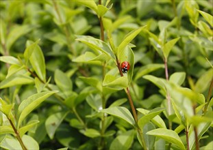 Seven-spott ladybird (Coccinella septempunctata), North Rhine-Westphalia, Germany, Europe