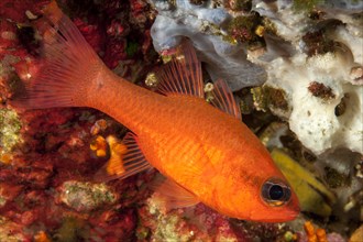 Close-up of Red Cardinalfish (Apogon imberbis) Cardinalfish, Mediterranean Sea