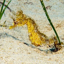 Long-snouted seahorse (Hippocampus guttulatus) clinging to stalk of Neptune Grass (Posidonia