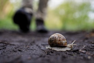 A Burgundy snail crawls along a forest path near Muenster, 08.04.2024. A person walks in the