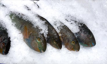 Display of fish caught whole fish blueband parrotfish (Scarus ghobban) on ice in refrigerated