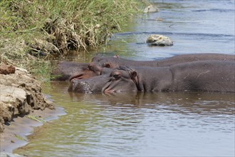 Hippopotamuses (Hippopotamus amphibius), two adult hippos in water, bathing in the Olifants River,