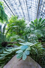 Interior view of a large greenhouse with diverse vegetation and strong incidence of light,