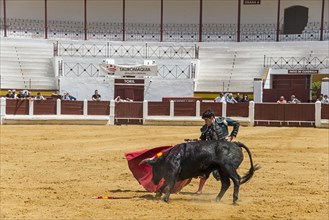 Matador in action with a bull in a bullfighting arena, dynamic scene, bullfighting, bullfighting