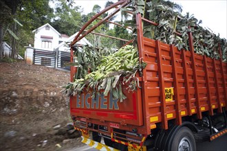 Travelling truck transports Bananas, Munnar, Kerala, India, Asia
