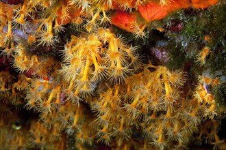 Close-up of polyps of passively poisonous marine animal Yellow cluster anemones (Parazoanthus