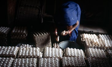Eggs, female employee working in a poultry farm, Madhya pradesh, India, Asia