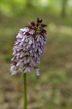 Northern marsh-orchid (Orchis purpurea), Orchid, Swabian-Franconian Forest nature park Park,