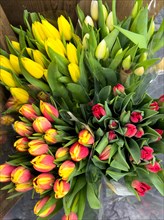 Flowers Tulips in different colours Yellow Red Red Yellow are for sale in Supermarket, Germany,