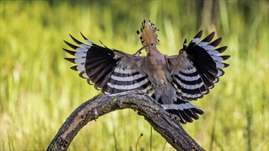 Hoopoe (Upupa epops) flying, approaching, landing, Bird of the Year 2022, with caterpillar as food,