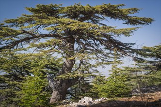 Trees of Al Shouf Cedar Nature Reserve Barouk in mount Lebanon Middle east