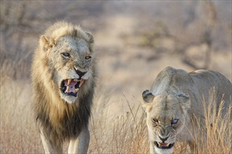 African lions (Panthera leo melanochaita), two adults, male and one-eyed female, walking in the